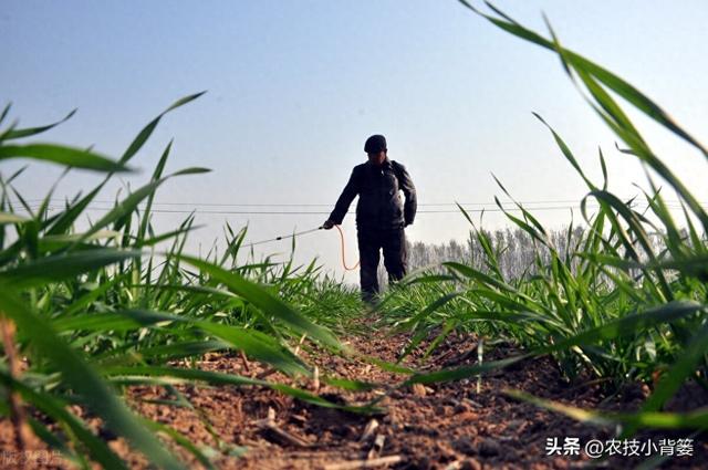 澳门彩正版资料网站小麦除草剂何时能打、何时不能打？天气变冷后还能不能打？附配方-度小视-图1