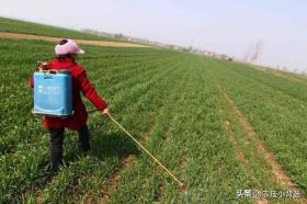 澳门彩正版资料网站小麦除草剂何时能打、何时不能打？天气变冷后还能不能打？附配方-度小视-图8