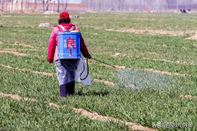 澳门彩正版资料网站小麦除草剂何时能打、何时不能打？天气变冷后还能不能打？附配方-度小视-图7