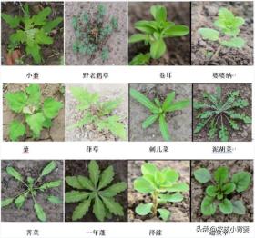 澳门彩正版资料网站小麦除草剂何时能打、何时不能打？天气变冷后还能不能打？附配方-度小视-图11